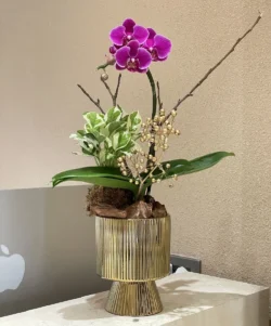 các mẫu chậu lan hồ điệp chơi tết tại 7F Garden