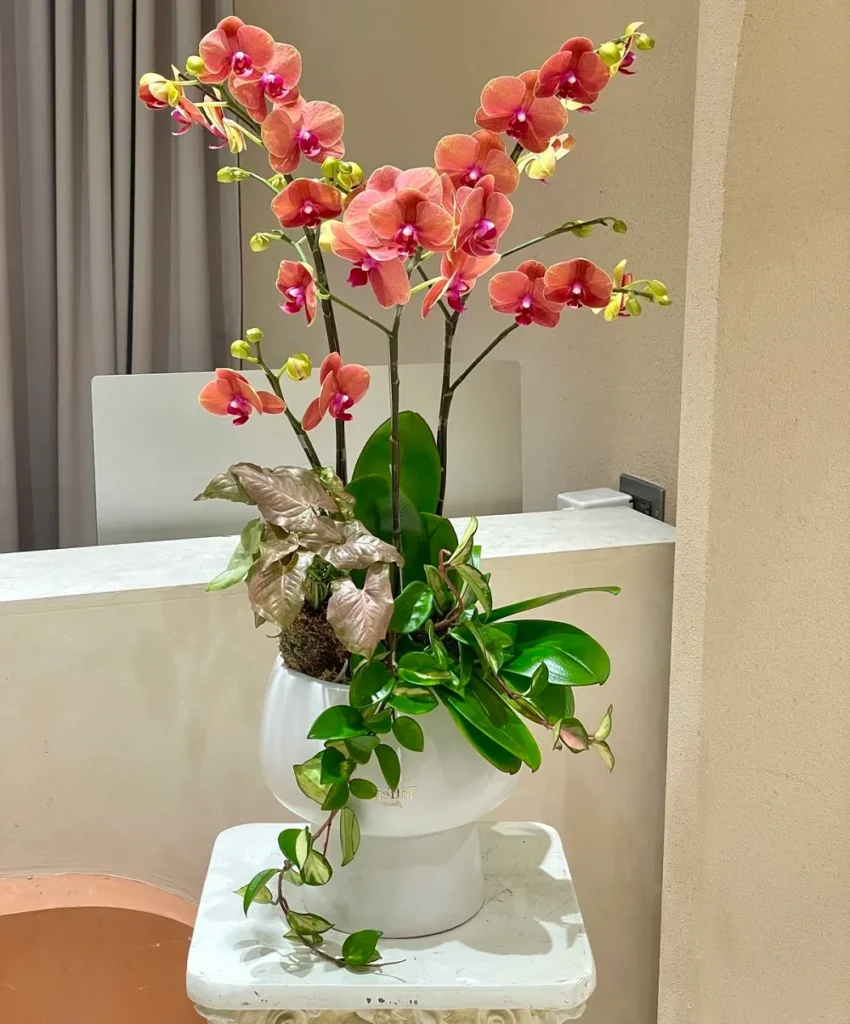 bán chậu lan hồ điệp chơi tết tại 7F Garden