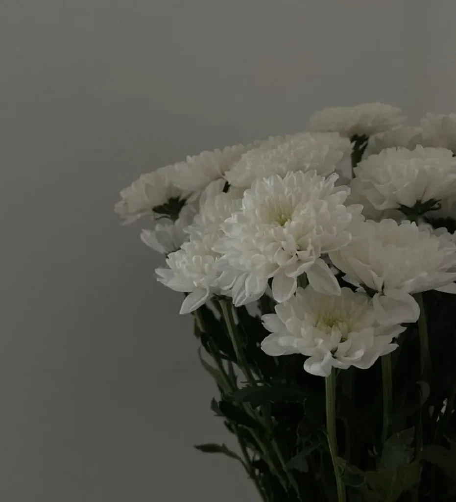 hoa cuc trang dam tang 3 Hình ảnh hoa cúc trắng buồn