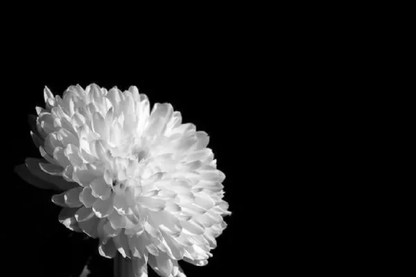 Hoa cúc trắng đám tang có ý nghĩa gì