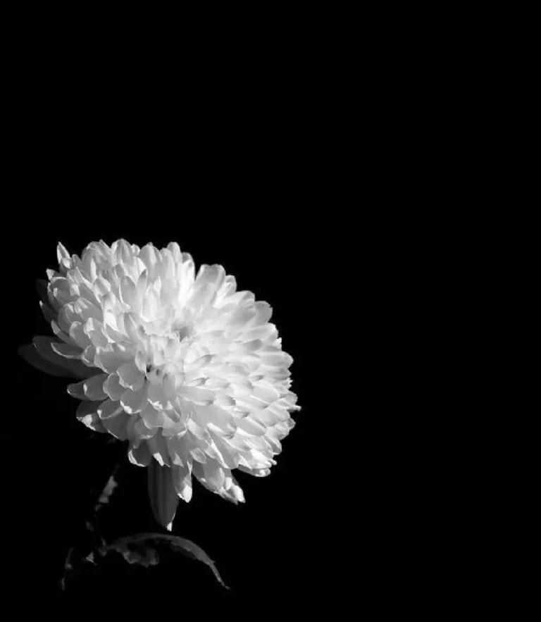 Hoa cúc trắng đám tang có ý nghĩa gì