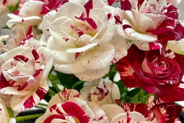 các loại hoa hồng ohara