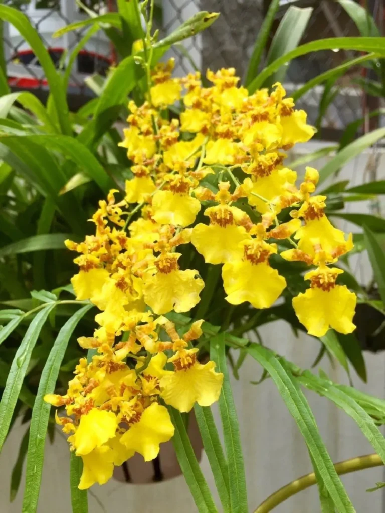 Hoa lan vũ nữ vàng