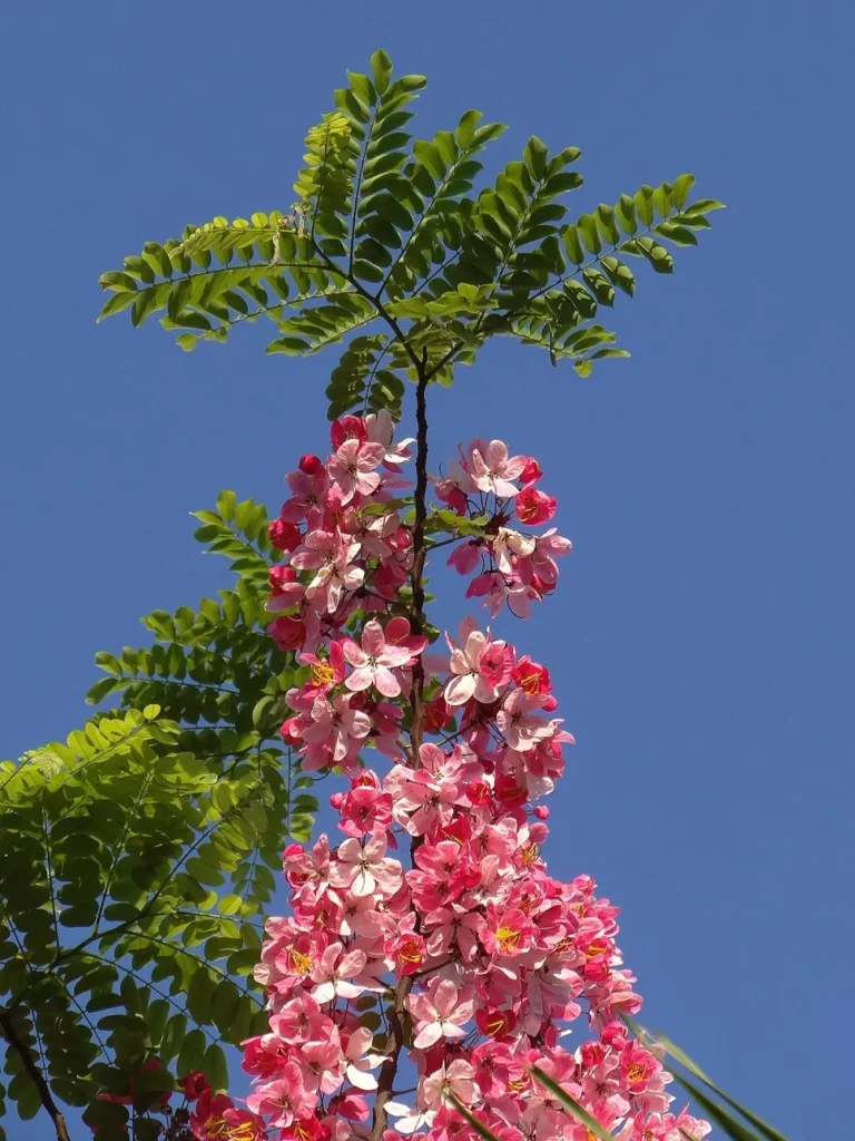 Hoa lan vũ nữ đỏ