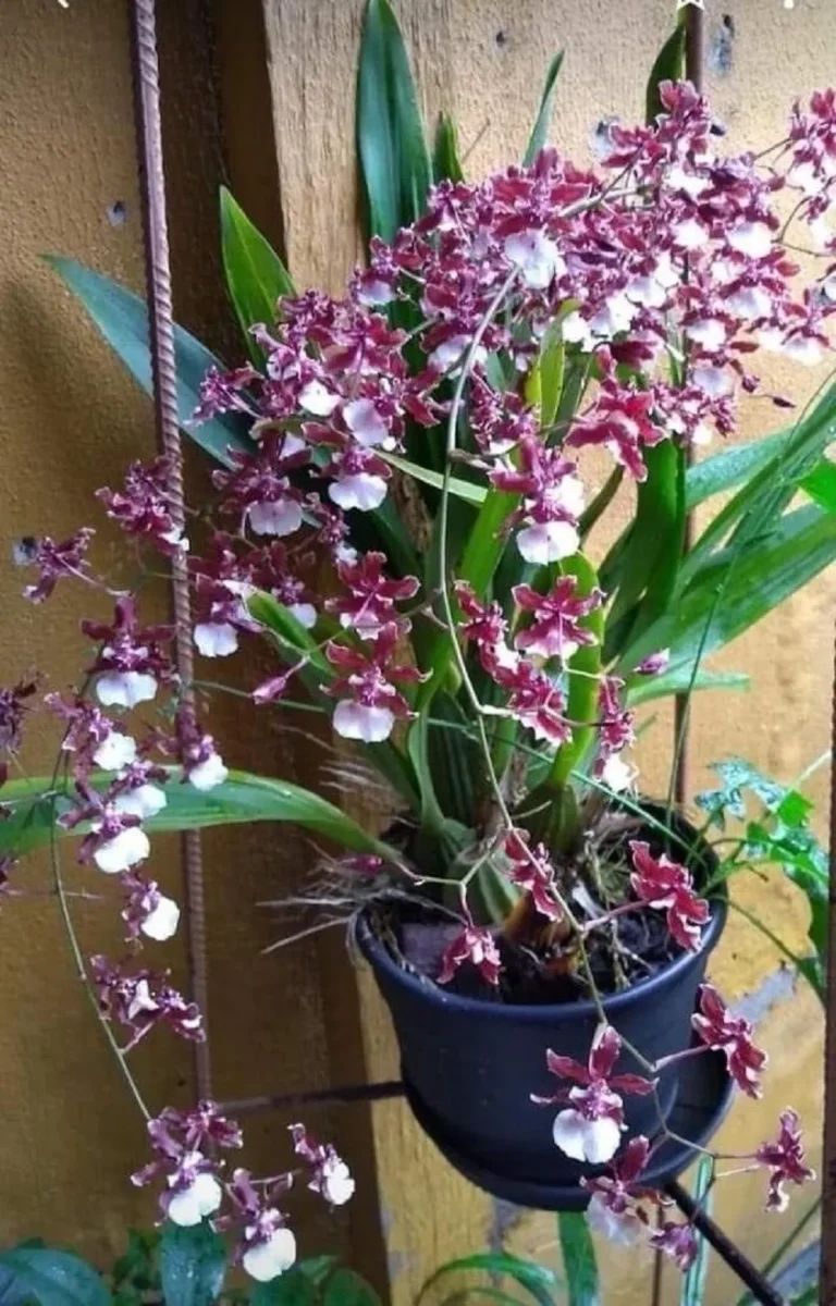 hoa lan đột biến