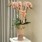 chậu lan hồ điệp tết hồng tại 7f garden