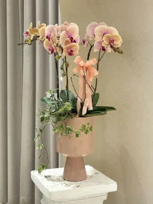 chậu lan hồ điệp tết hồng tại 7f garden