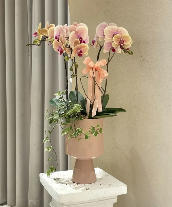 chậu lan hồ điệp tết hồng tại 7f garden