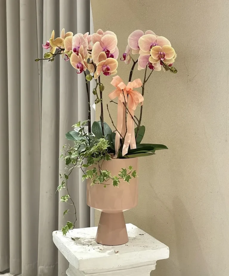 chậu lan hồ điệp tết hồng tại 7f garden