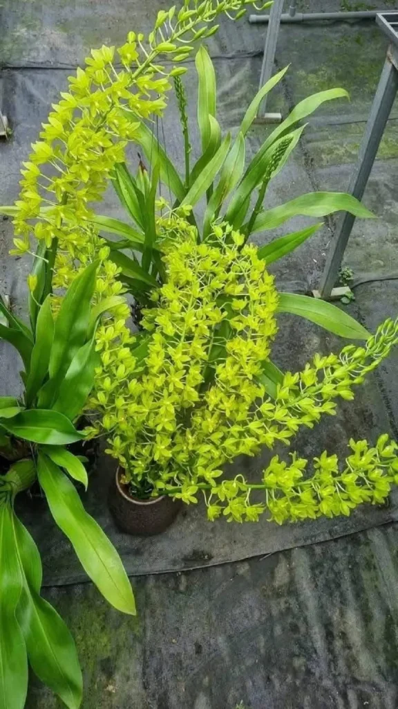 Hoa lan vũ nữ hoàng hậu