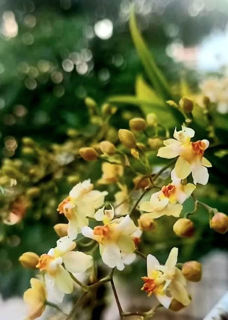 Hoa lan vũ nữ hồng lâu mộng