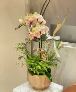 đặt mua chậu lan hồ điệp chơi tết tại 7F Garden