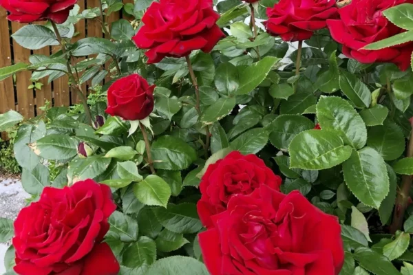 Các loại hoa hồng Ecuador có nguồn gốc từ đất nước Ecuador ở khu vực Nam Mỹ