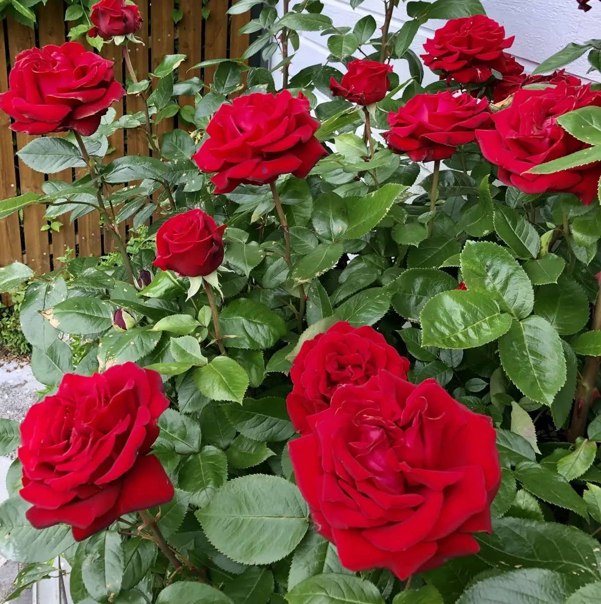 Các loại hoa hồng Ecuador có nguồn gốc từ đất nước Ecuador ở khu vực Nam Mỹ