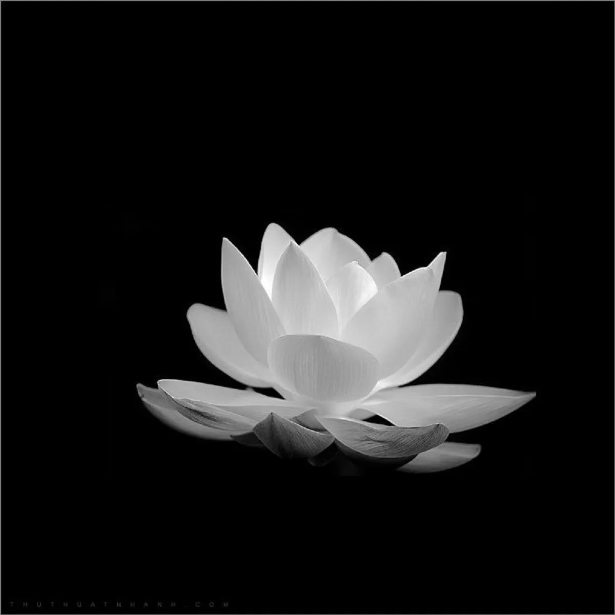 hoa đám tang - đám ma - tang lễ