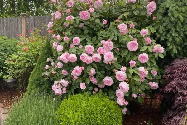 Hoa hồng pháp nguồn gốc