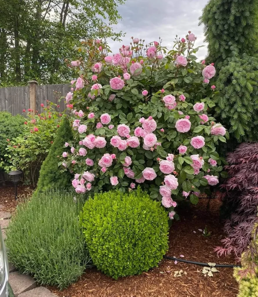 Hoa hồng pháp nguồn gốc