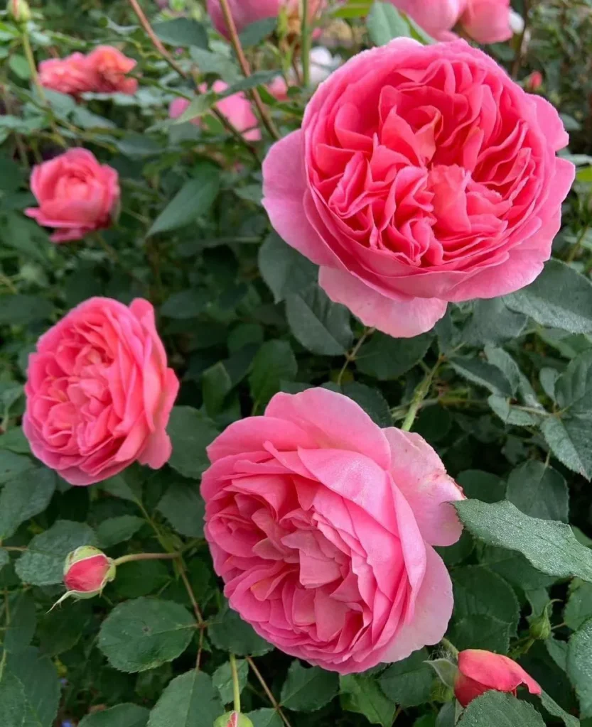 hoa hong phap 2 hoa hồng pháp