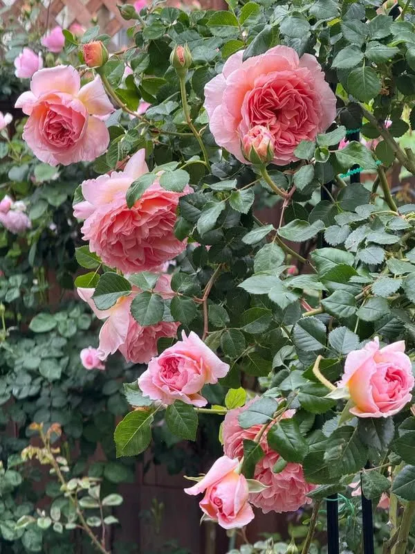 hoa hong phap 6 hoa hong phap 6