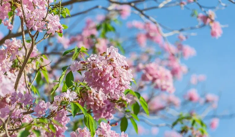 Cây kèn hồng trồng bao lâu ra hoa