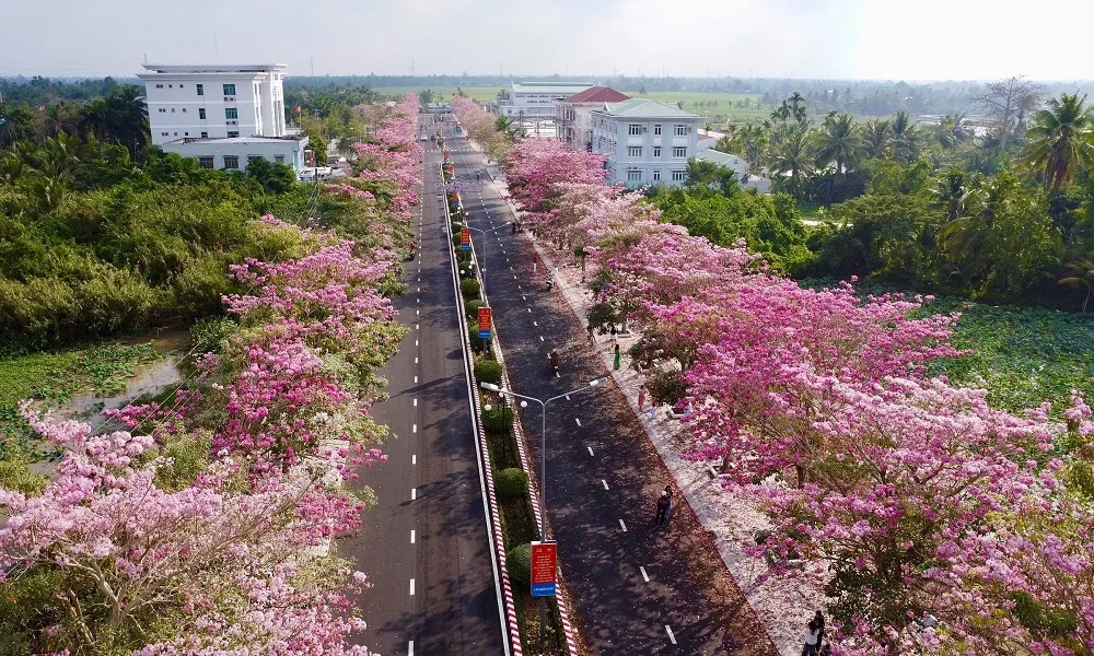 Hình ảnh hoa kèn hồng đẹp