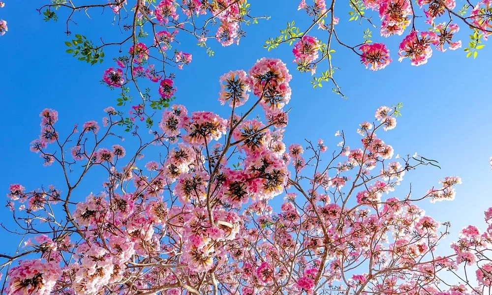 Hình ảnh hoa kèn hồng