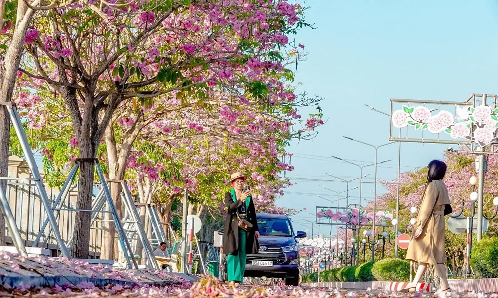 Mùa hoa kèn hồng tháng mấy?