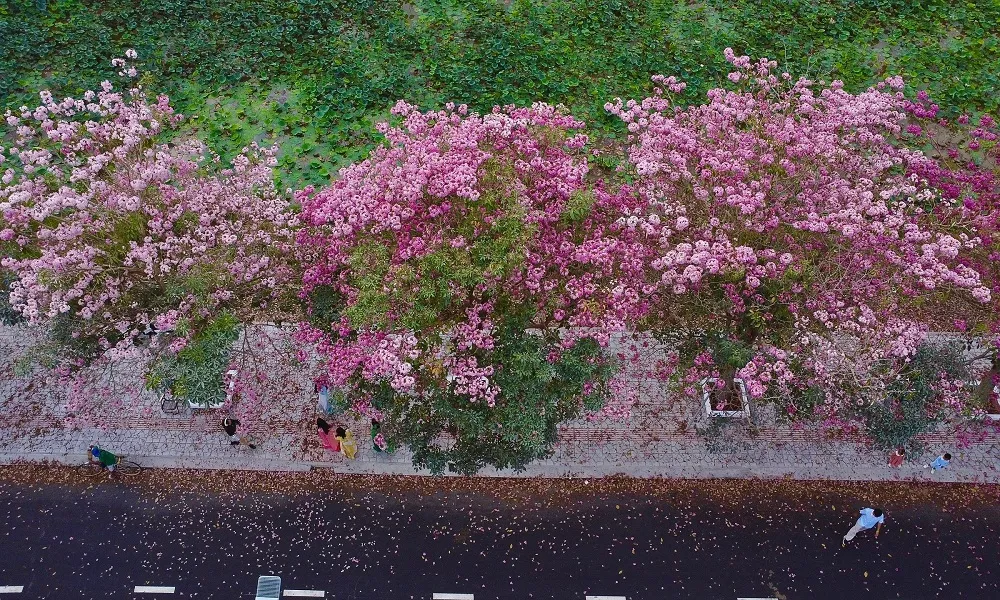 Giá cây kèn hồng