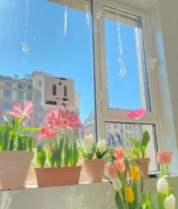 giá hoa tulip hôm nay