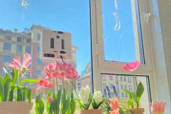 giá hoa tulip hôm nay