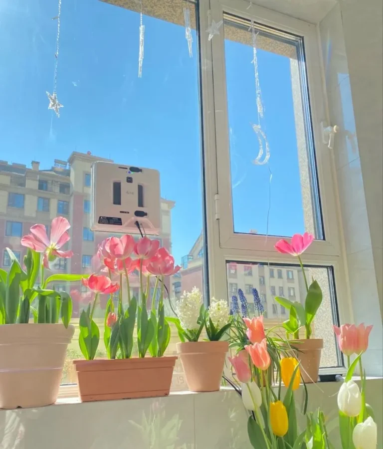 giá hoa tulip hôm nay