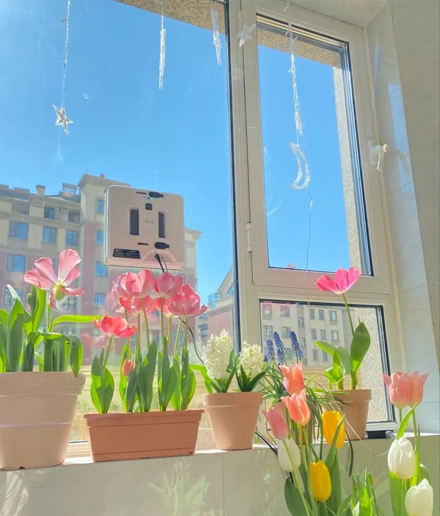 giá hoa tulip hôm nay