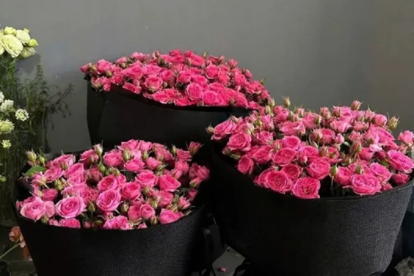 Ý nghĩa số lượng hoa hồng nói lên điều gì trong tình yêu