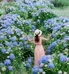 Hoa cẩm tú cầu nhiệt đới