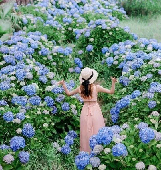 Hoa cẩm tú cầu nhiệt đới