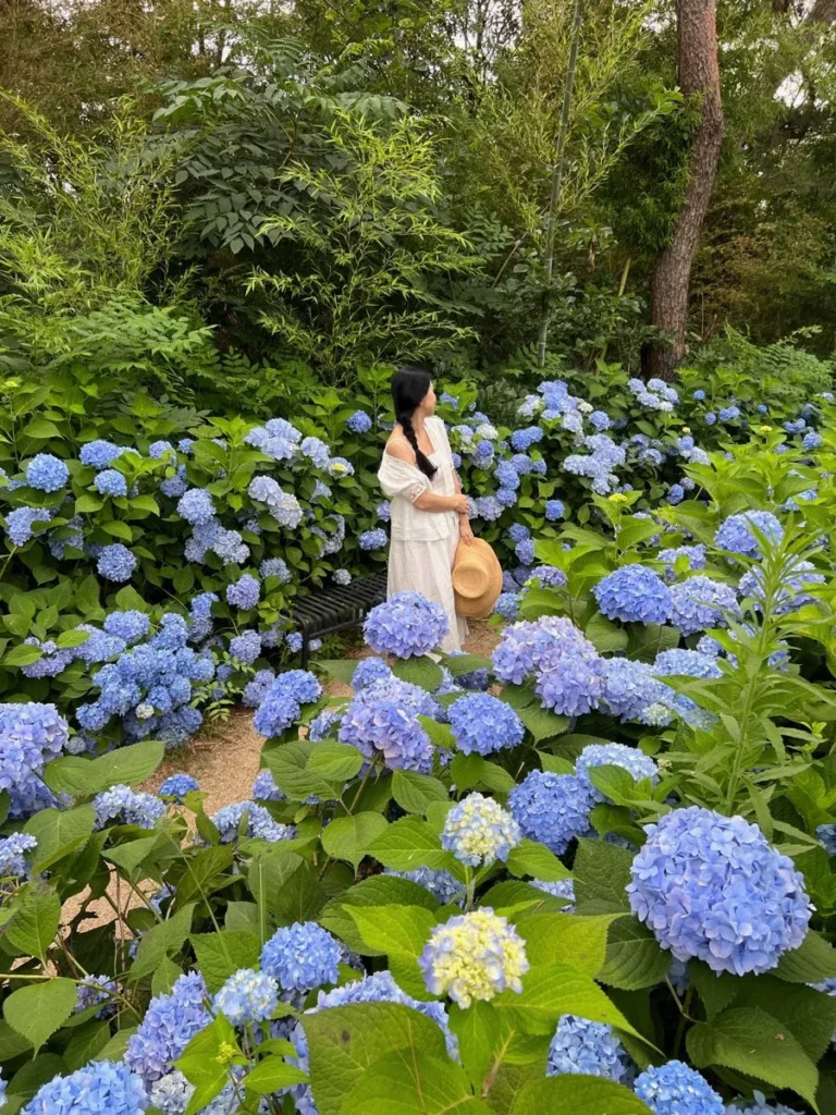 cam tu cau nhiet doi 3 Hoa cẩm tú cầu nhiệt đới là gì