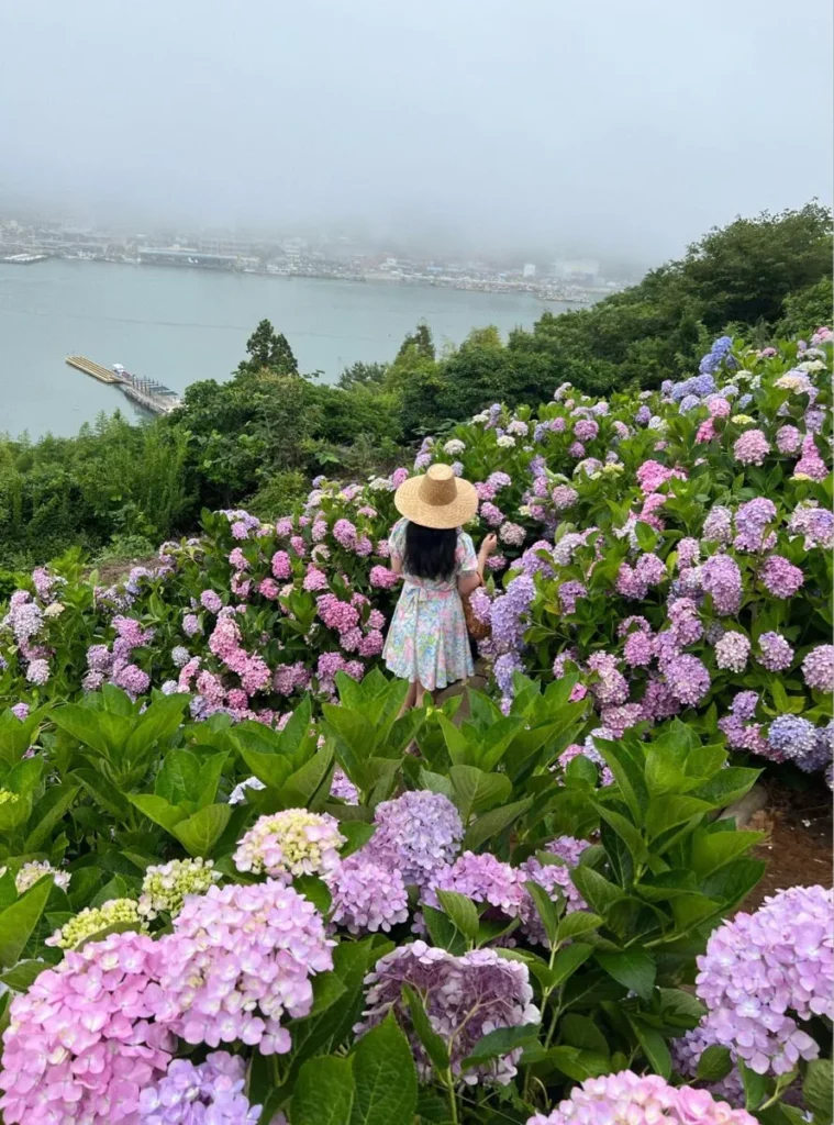 cam tu cau nhiet doi 4 Cẩm tú cầu nhiệt đới có đổi màu không?