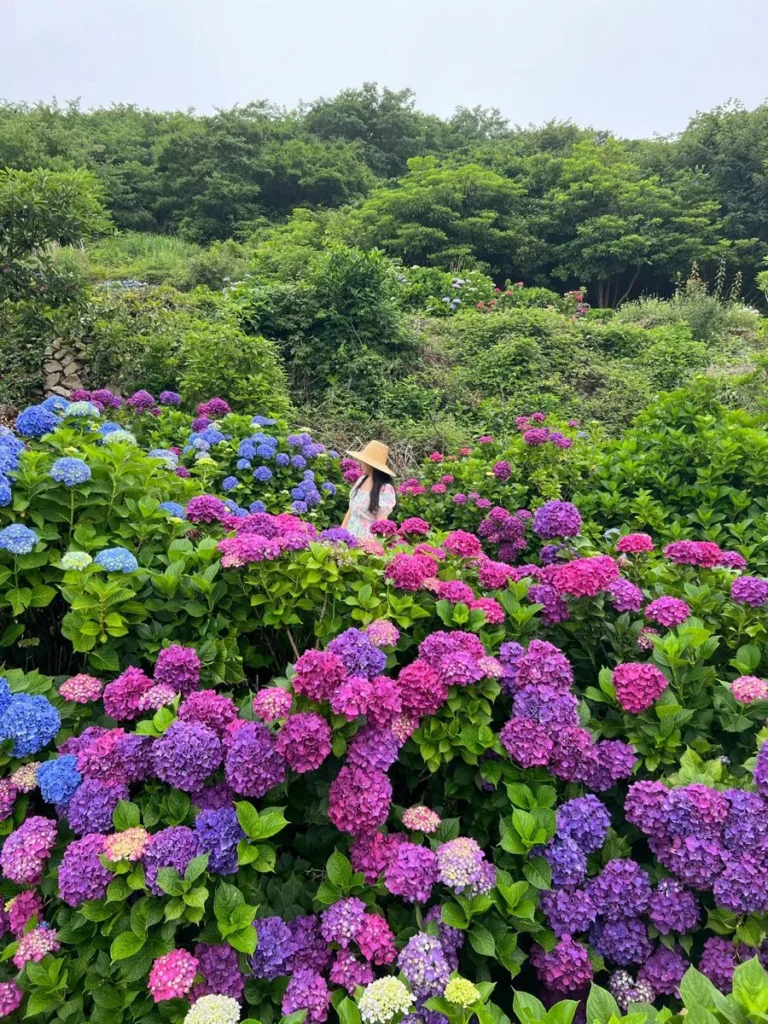 cam tu cau nhiet doi 6 Cẩm tú cầu nhiệt đới có ra hoa quanh năm không?