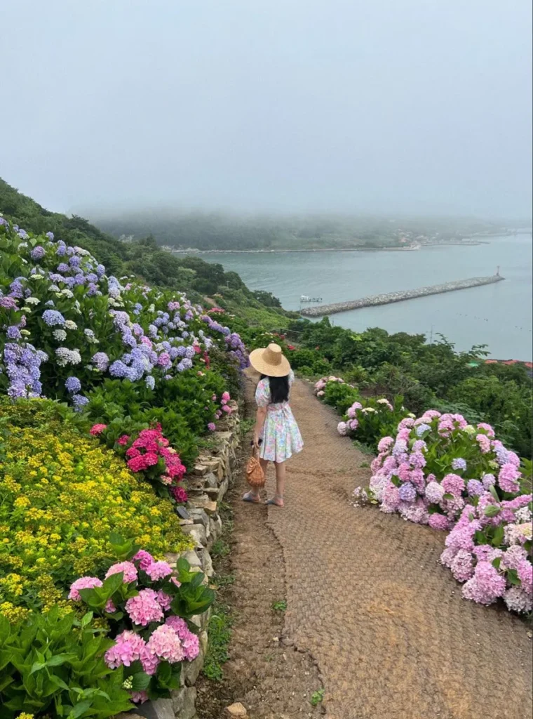 cam tu cau nhiet doi 7 Cẩm tú cầu ôn đới