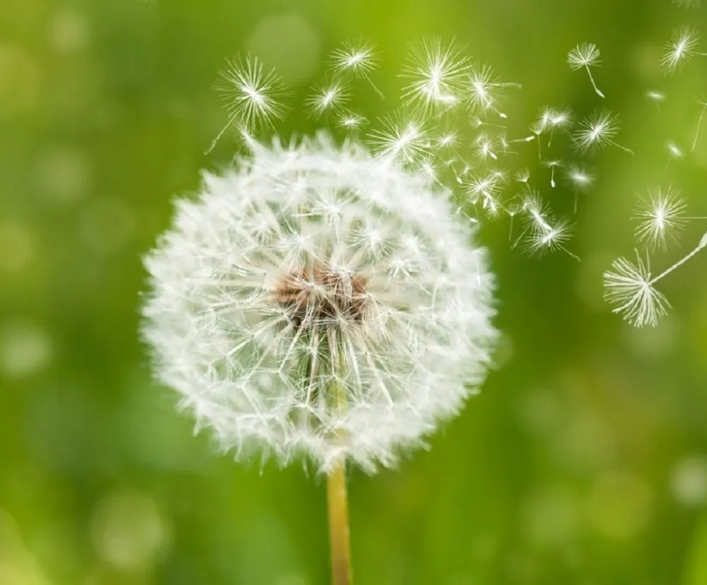 hoa bo cong anh 1 Nguồn gốc hoa bồ công anh