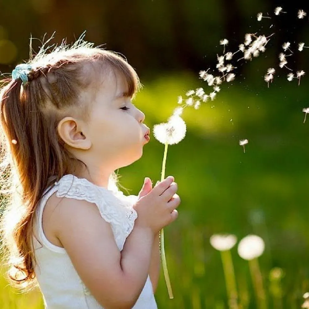 hoa bo cong anh 3 Ý nghĩa hoa bồ công anh trong cuộc sống