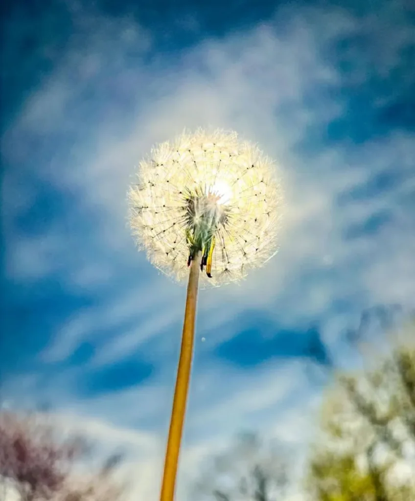 hoa bo cong anh 5 Các đặc điểm hoa bồ công anh