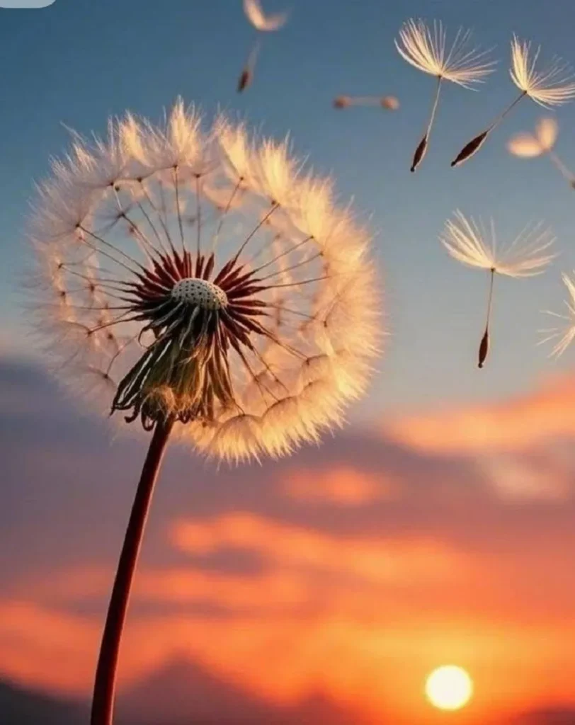 hoa bo cong anh 6 hoa bồ công anh ý nghĩa