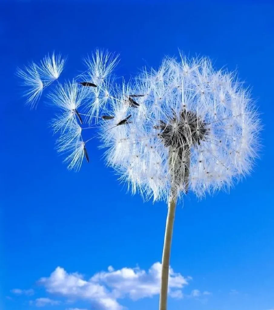 hoa bo cong anh 7 Bồ công anh là biểu tượng của sự may mắn