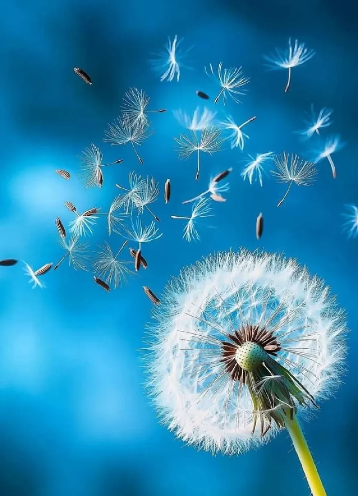 hoa bo cong anh 8 hoa bồ công anh bay trong gió