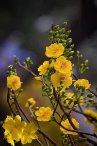 hoa chưng tết đẹp