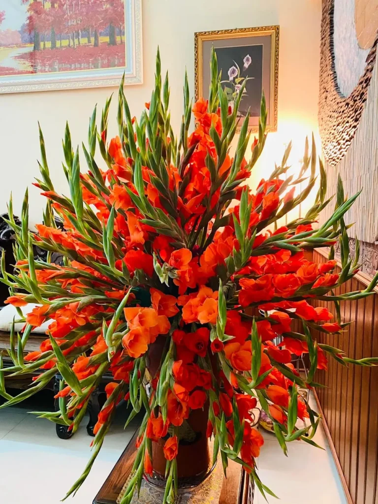 hoa chung tet 3 Hoa lay ơn chơi tết