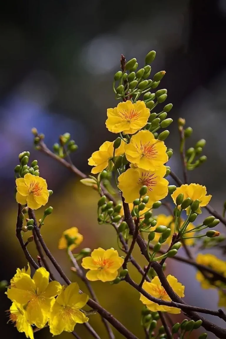 hoa chưng tết đẹp