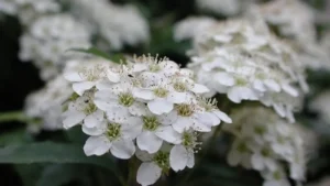 Hoa tiểu tú cầu