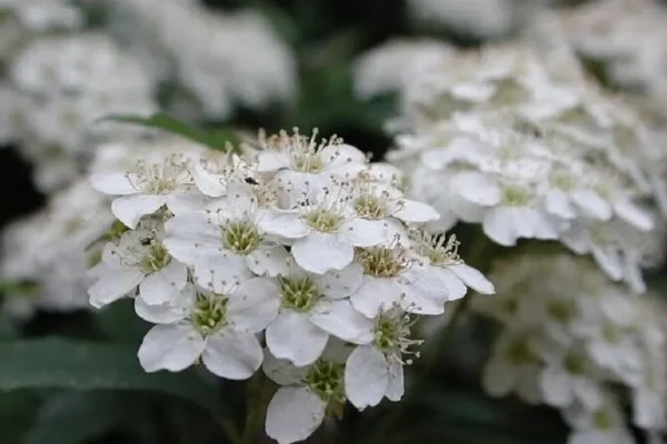 Hoa tiểu tú cầu